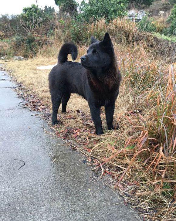 农村的中华田园犬没人养村民养好你的宠物狗再来说
