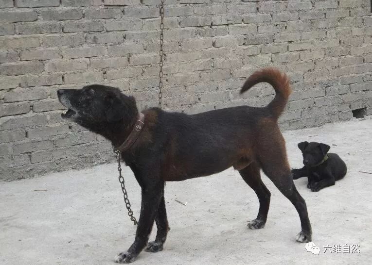 最喜欢爬山的犬一入山林就不记得回家的青川犬