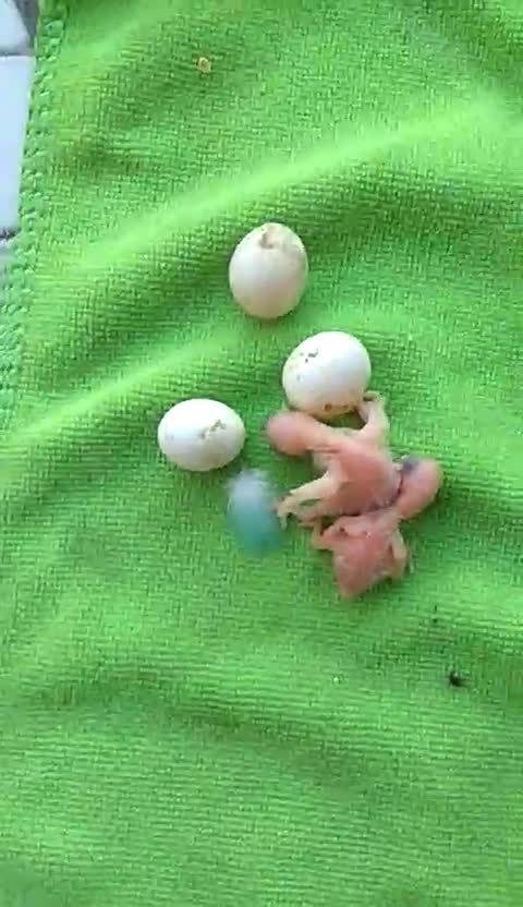 我的虎皮鹦鹉好伟大!小宝宝孵出来啦!你们当爸妈啦!