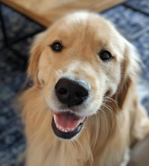 子认不出来,但是狗狗能认出主人,ranger玩的这么开心都不忘每隔一会儿