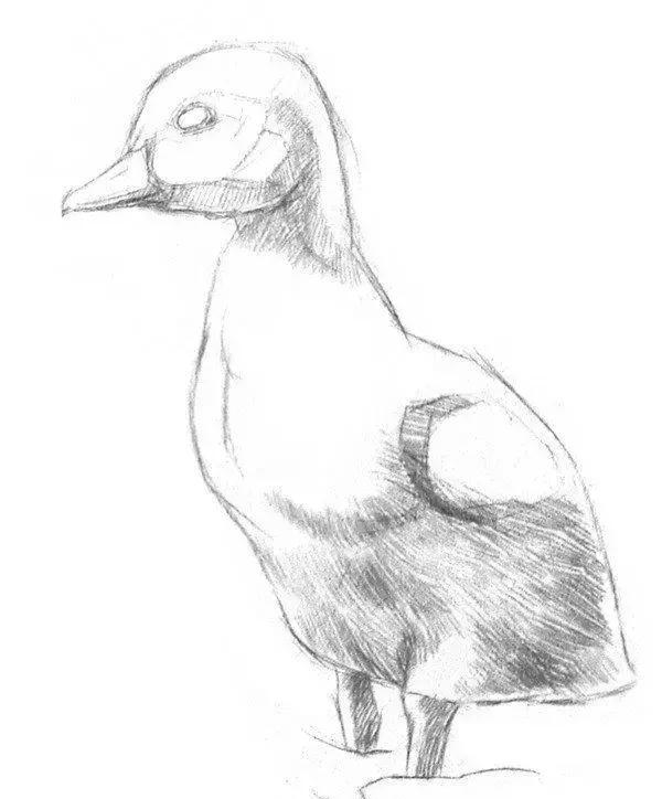 如何学素描——素描小鸭子的绘画教程