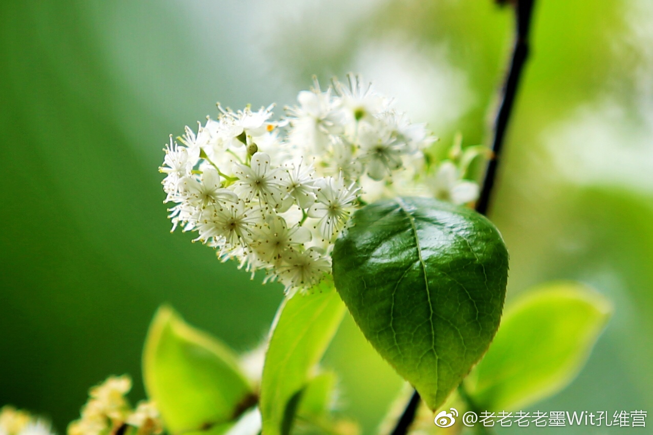 之前发了樟树花骨朵,现在发樟树花。后面两张是凑图的|樟树|花骨朵_新浪新闻