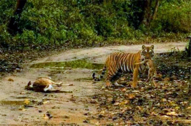 梦境迷雾，解析梦到老虎吃了自己已故的亲人，血肉模糊，全家人都逃跑的深层含义