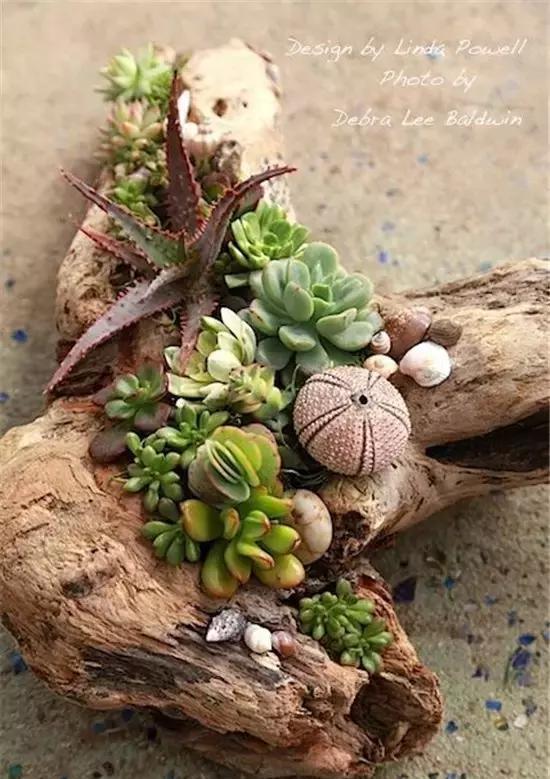 贝壳里开出美丽的花一朵~ 悬挂的贝壳花串~风吹过来,是不是能听到海风