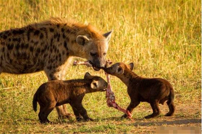 鬣狗一家温馨互动瞬间小鬣狗依偎在妈妈身边画面好暖心