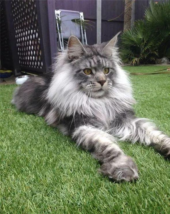 动物界的模仿帝身兼七十二变的猫大圣cos谁都爆萌