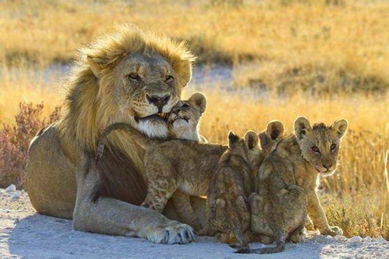 雄狮当起"奶爸"照看幼崽,一脸微笑趴着,幼狮不时撒娇玩耍|小狮子|雄狮