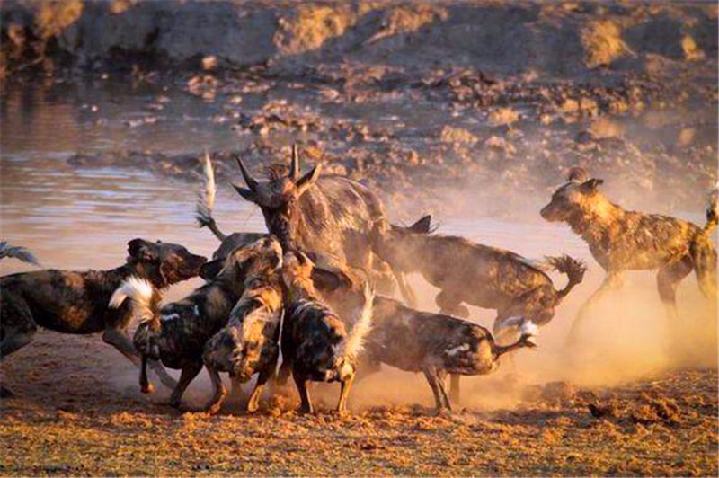 落单角马不幸遭野狗群盯上从水里追到岸上最后仍难逃被吃