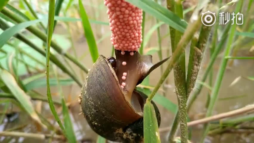 福寿螺每年产卵期都会排除粉红色卵泡,强迫症有没有被治愈