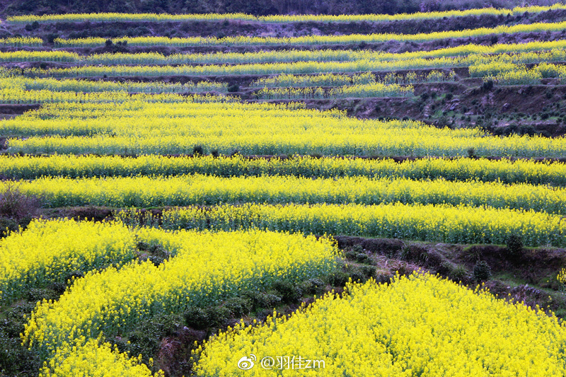树绕村庄，水满陂塘。倚东风、豪兴徜徉。小园几许，收尽春光|陂塘|豪兴|小园_新浪新闻