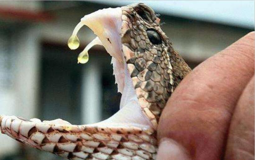 这种蛇的毒液千年不变, 如今却是科学家眼里的治癌药物