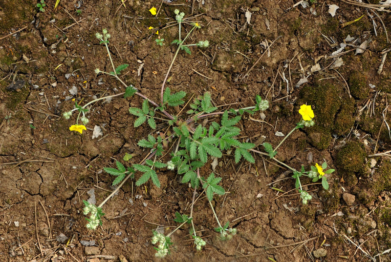 农村一种奇特野草,名字挺吓人,但是用它炖肉是一绝,男人吃了好