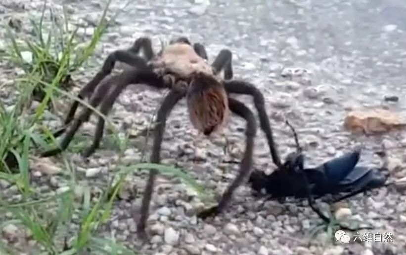 食蛛鹰蜂倒地刺杀狼蛛狼蛛体型再大都难敌天敌