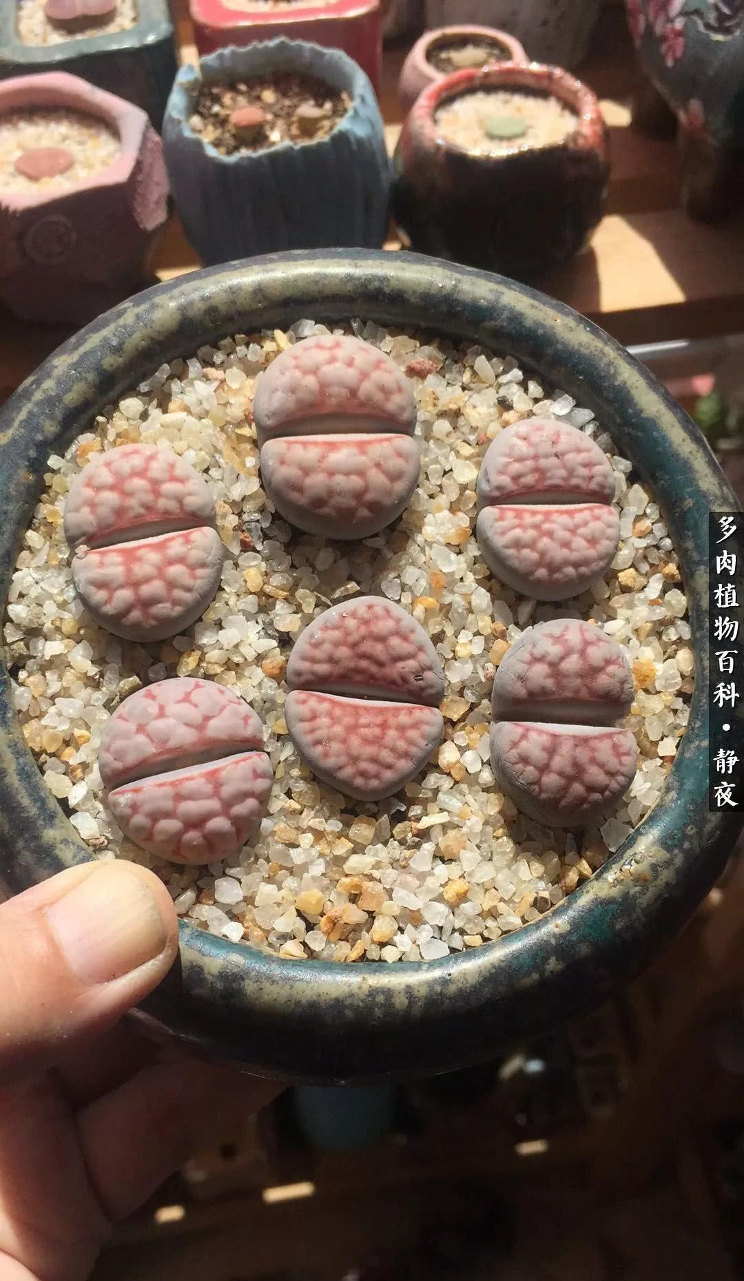 绚丽夺目的多肉宝石——生石花(上篇)