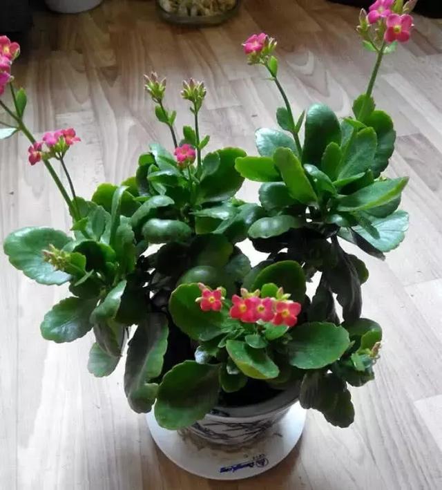 长寿花的养殖方法技巧(长寿花的养殖方法技巧图解)