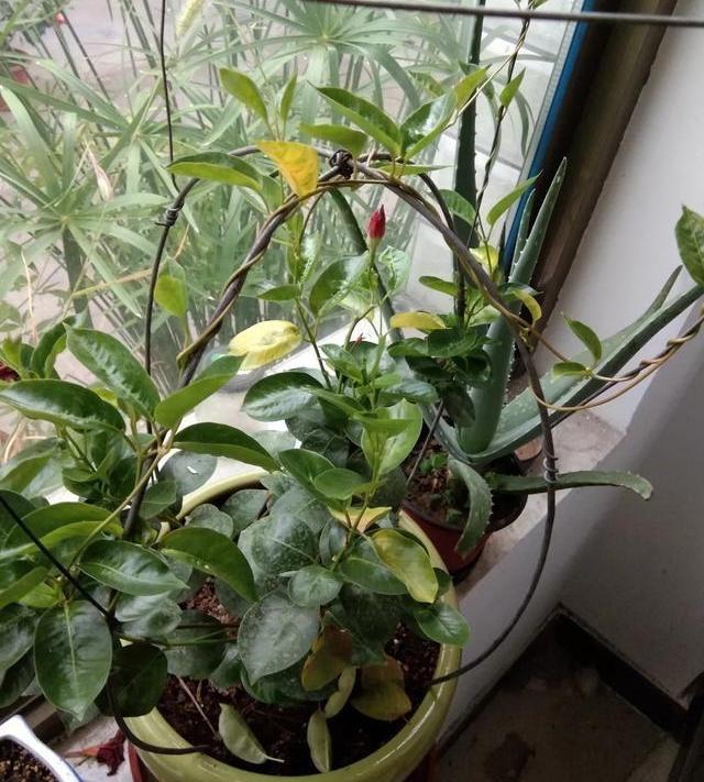 飘香藤出现黄叶落叶要这样去处理养好恢复才能开花不断