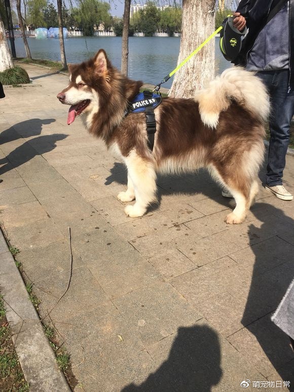 来太可怕,把一个大男人拖在地上溜着玩|阿拉斯加|狗狗|主人_新浪新闻