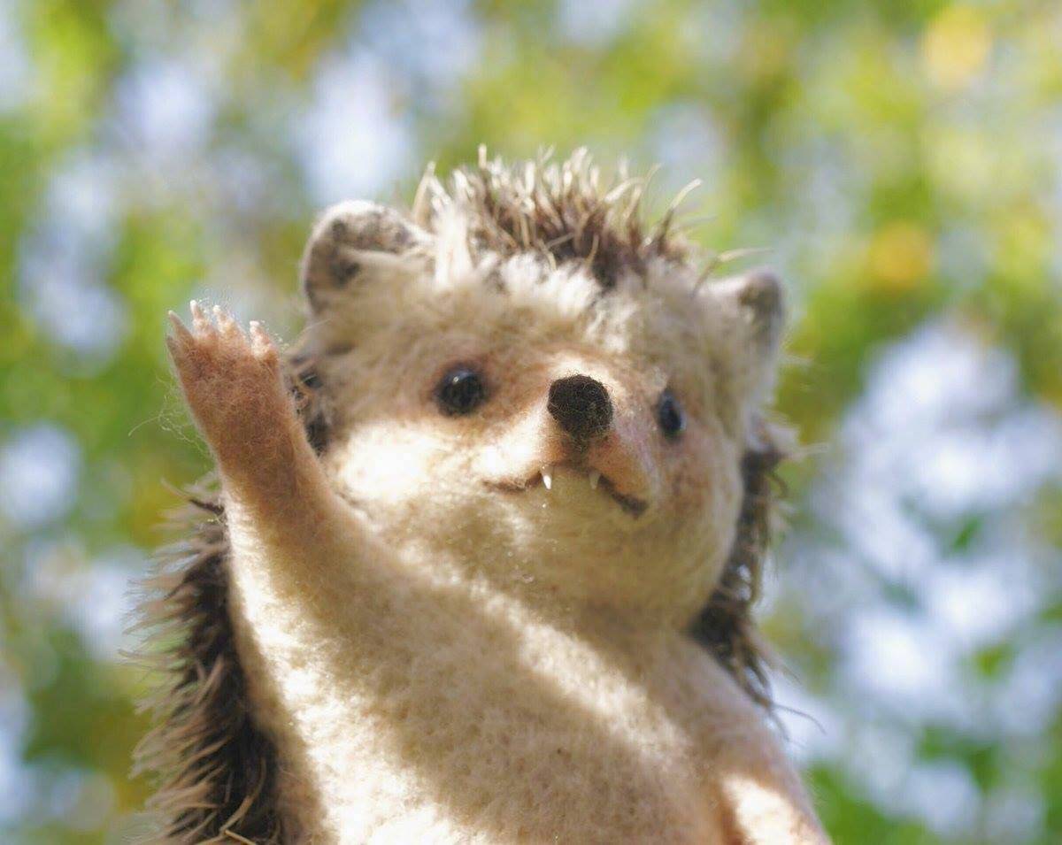 "你们好呀～"这个元气满满简直太可爱了