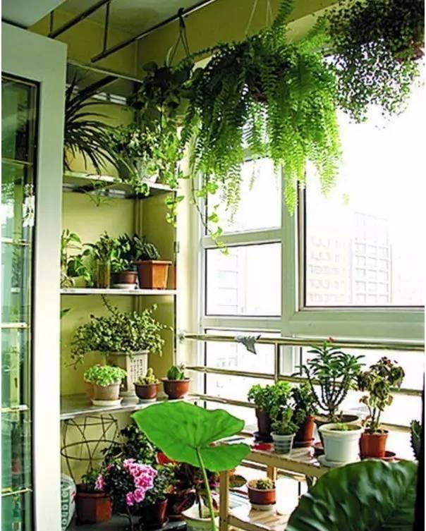 阳台变花房,藏起满园春色