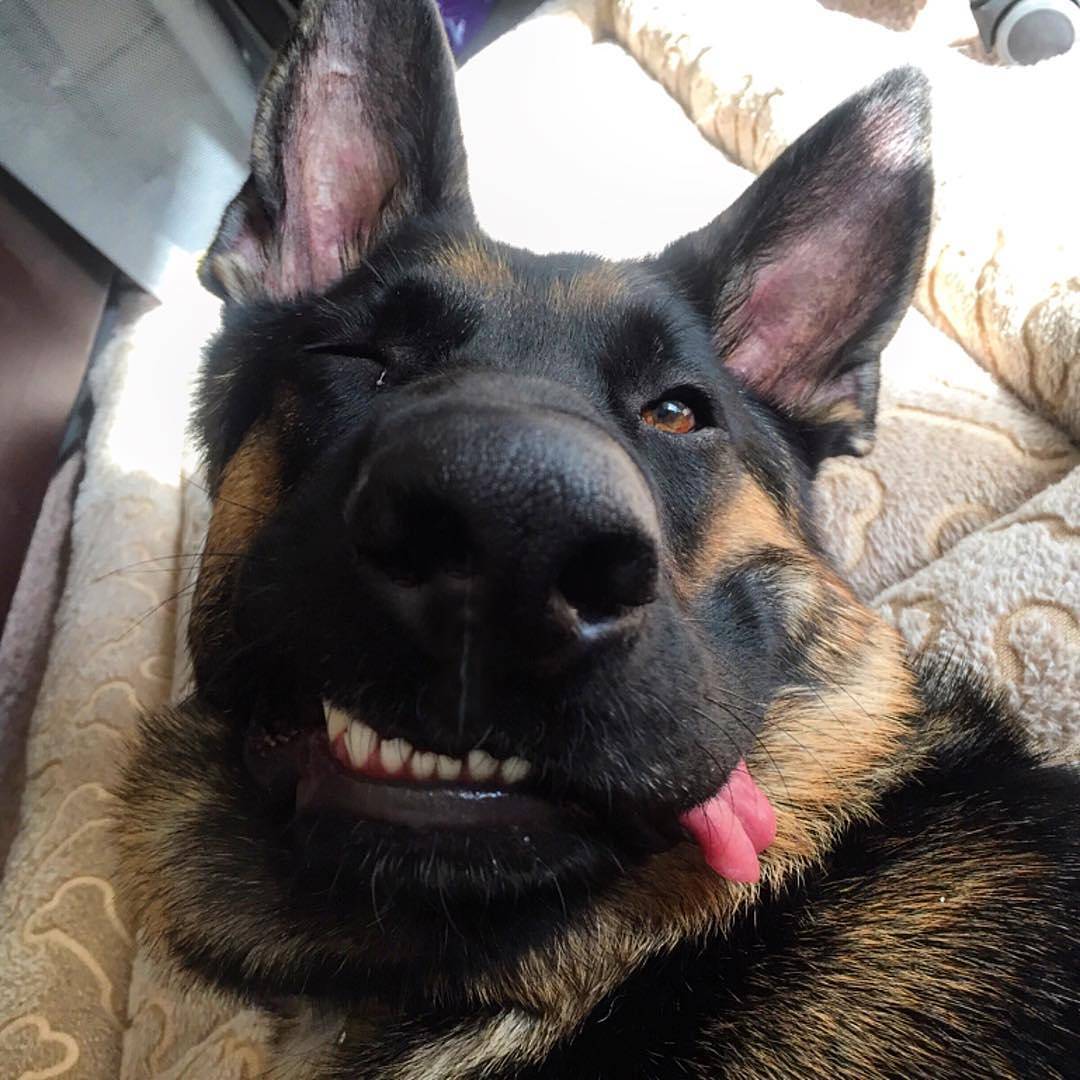 威武帅气的德国牧羊犬,居然也可以是行走的表情包!