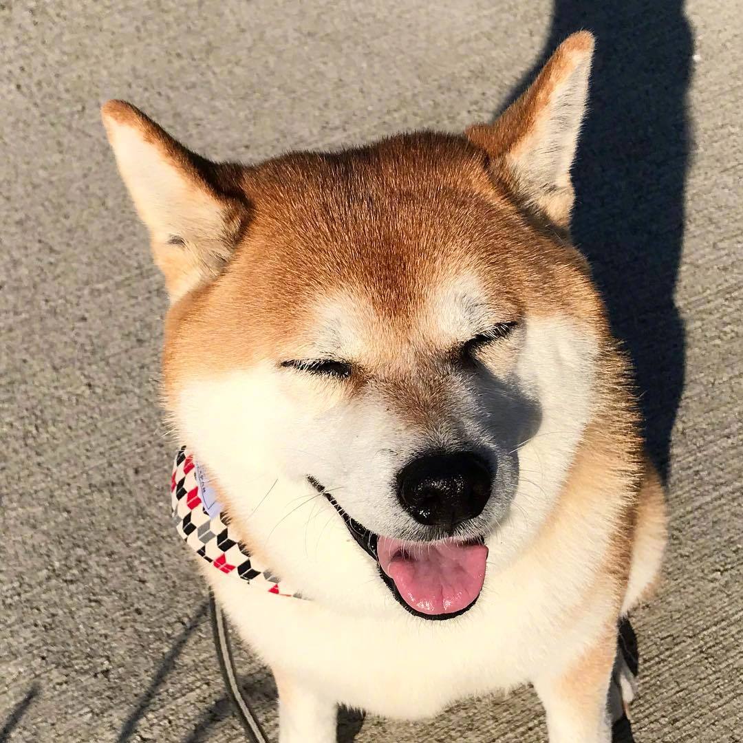 樱花国的柴柴haru,笑起来憨憨的,一看就是实在汪