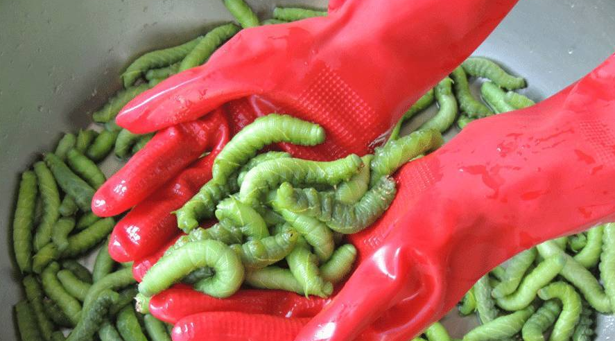 有一种虫子有些地方当菜,有些地方当害虫,每盘卖几百或上千元