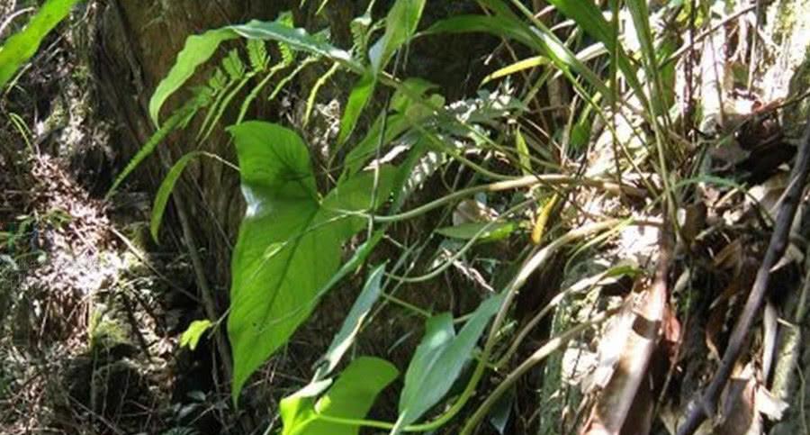 深山"滴水珠",全株含有剧毒,人们望而却步,农民却视