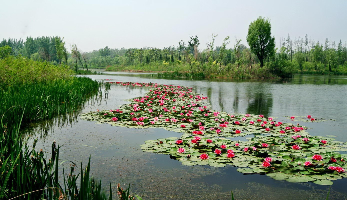 白浪河湿地与城市景色