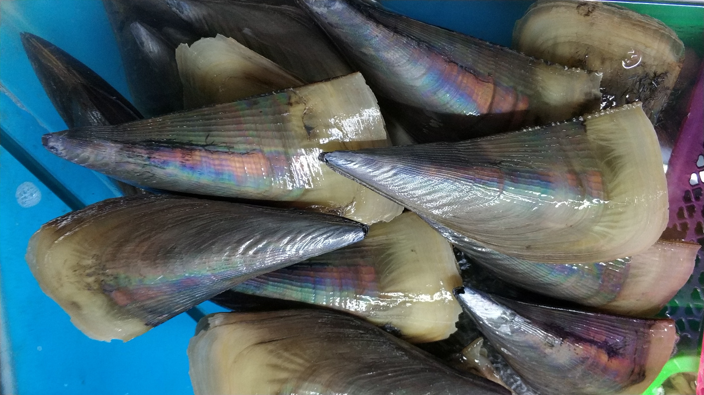 海南鱼市常见贝类一