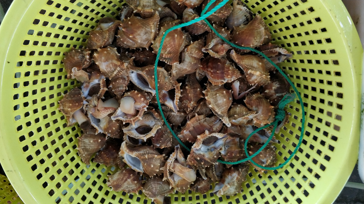 褐棘螺,chicoreus brunneus,类似很多棘刺的都叫棘螺.31.