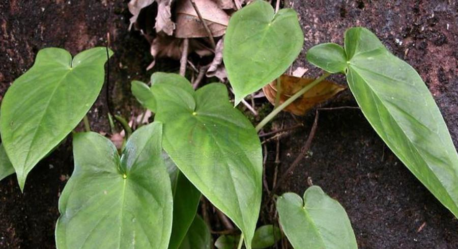 深山"滴水珠",全株含有剧毒,人们望而却步,农民却视