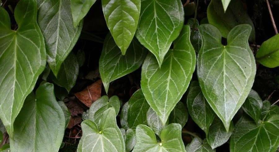 深山"滴水珠",全株含有剧毒,人们望而却步,农民却视