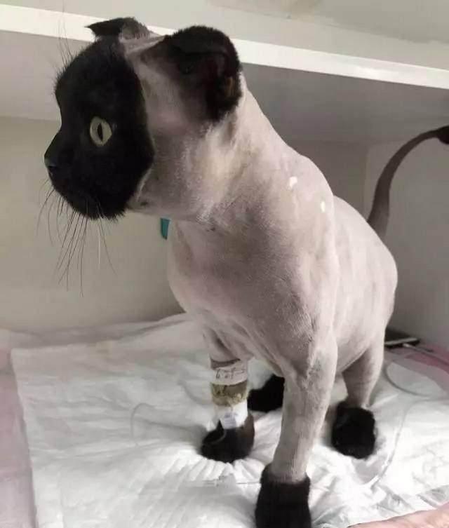 猫咪剃了个个性的造型, 主人回来一看, 这是谁家的猫啊