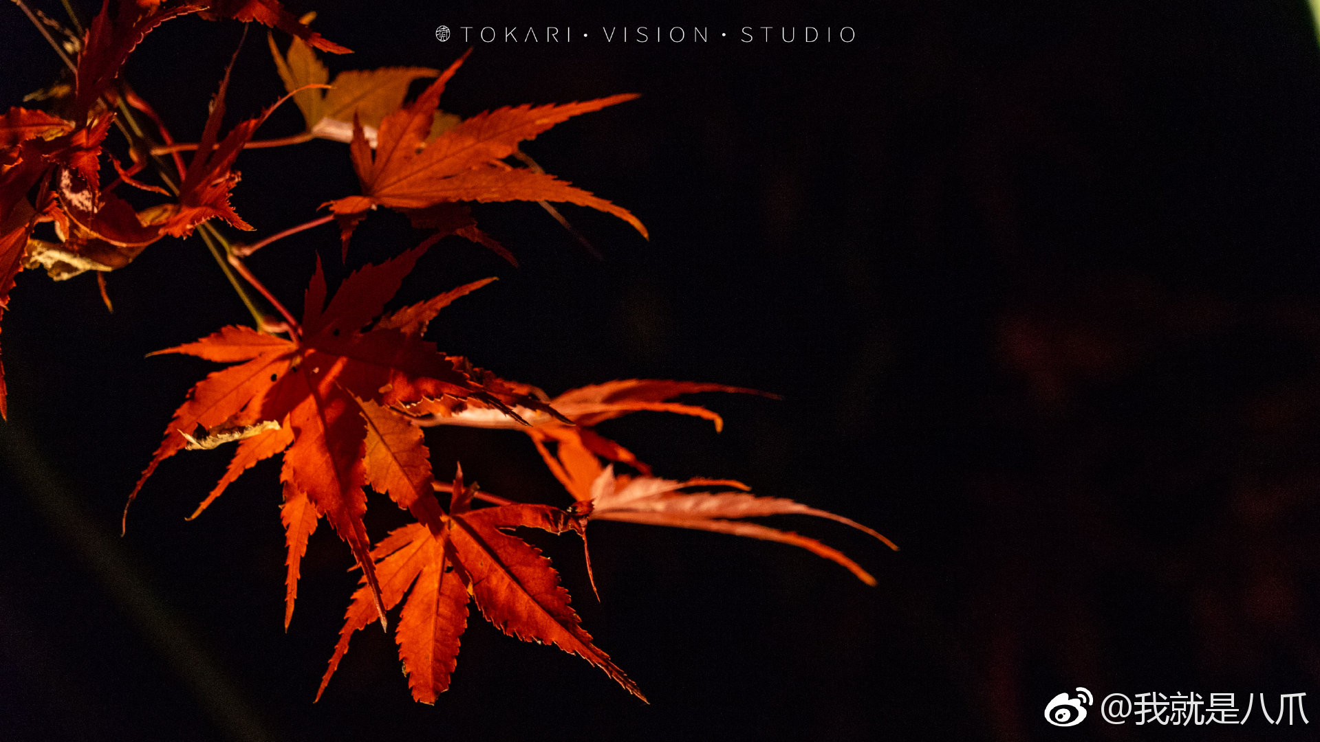京都·永观堂 夜枫