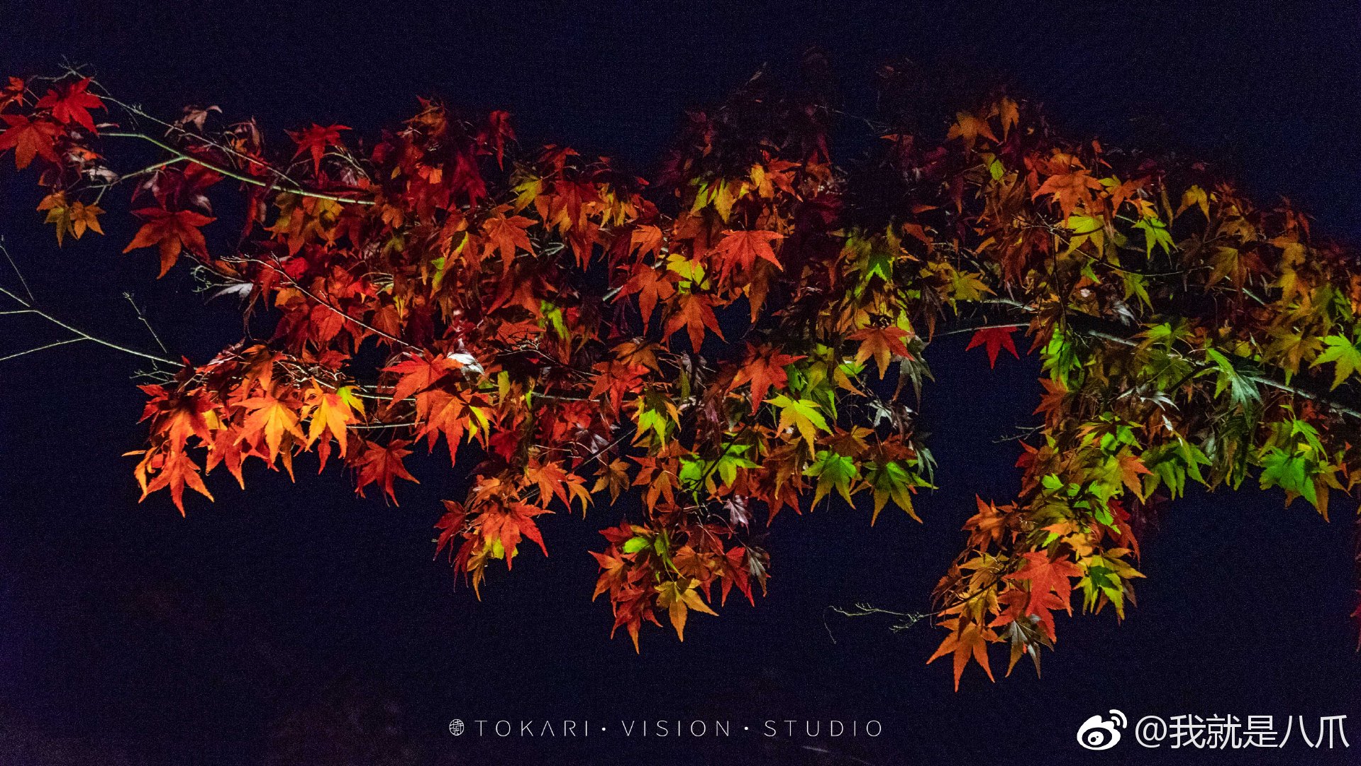 京都·永观堂 夜枫