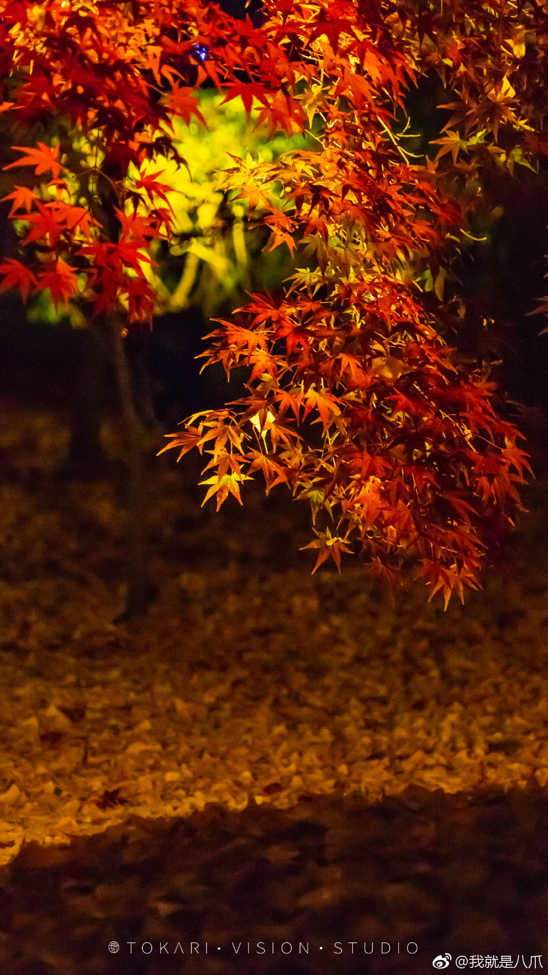 京都·永观堂 夜枫