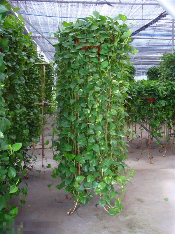 不死之花绿萝不怕水,怕阳光和高温