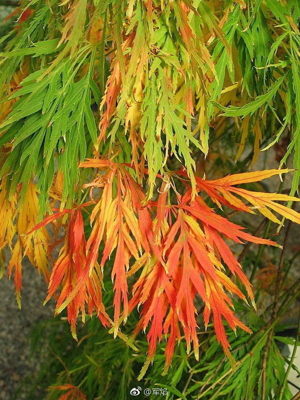 羽毛枫在枫树的分类里也占了很大的一部分|羽毛枫|瀑布|枫树_新浪新闻