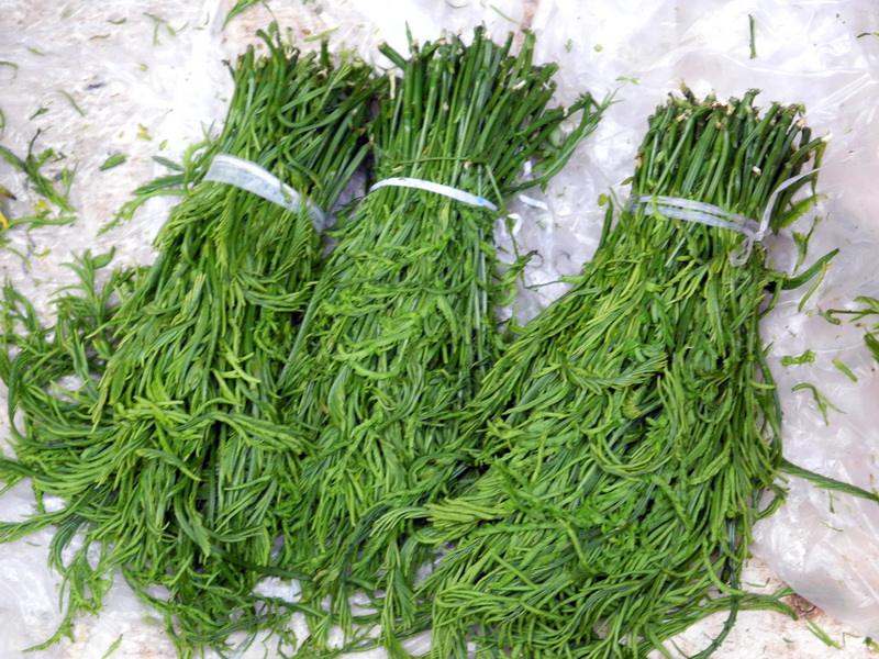 它才是真正的野菜之王生长之地堪称仙境却常被误认成蕨菜