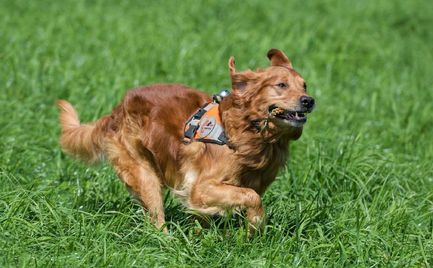 瑞士为搜救犬装翅膀将与无人机展开联合救援行动