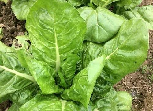 欠收拾的农村野菜越掰长的越高农民用来喂猪如今很抢手