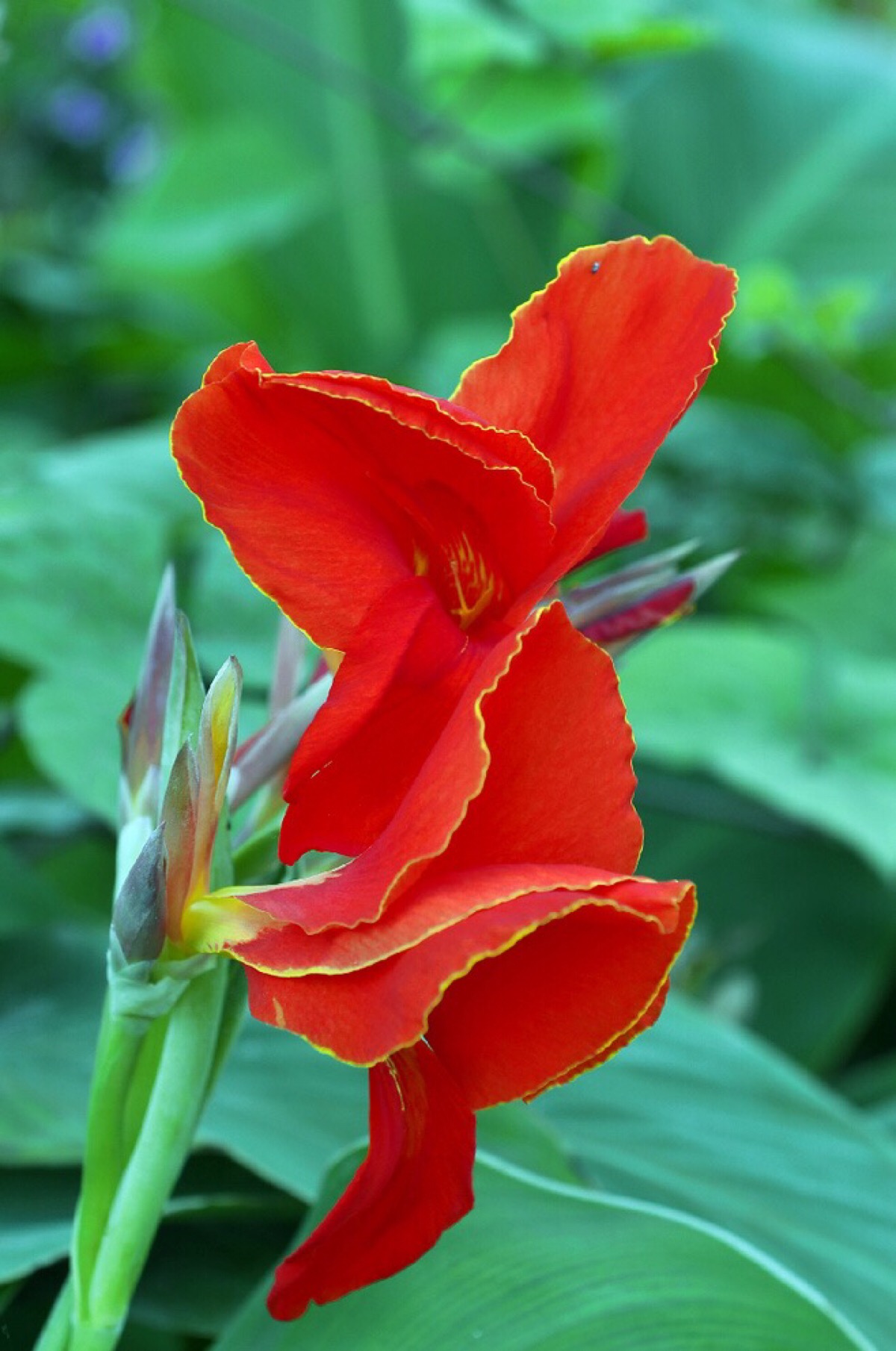 盆栽美人蕉的养殖技巧,只要记住这几点,养护简单开花艳丽