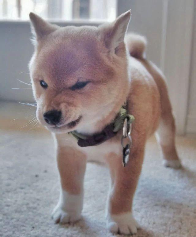 请准备好你的小心脏 一大批柴犬即将向你涌来