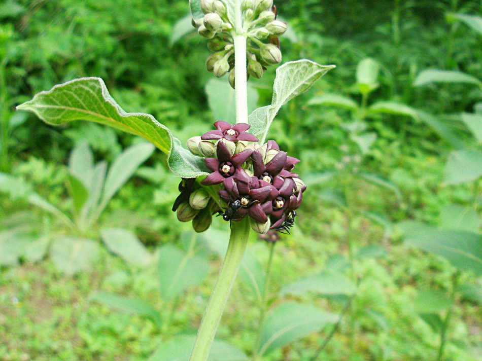 农村山区常见野草,农民讨厌它,却不知它全身是宝,能祛风湿清肺