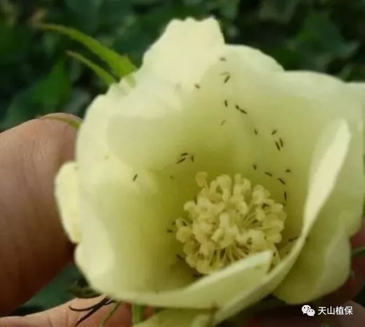对当前棉花病虫害防治一些看法|病虫害防治|蓟马|棉蚜_新浪网
