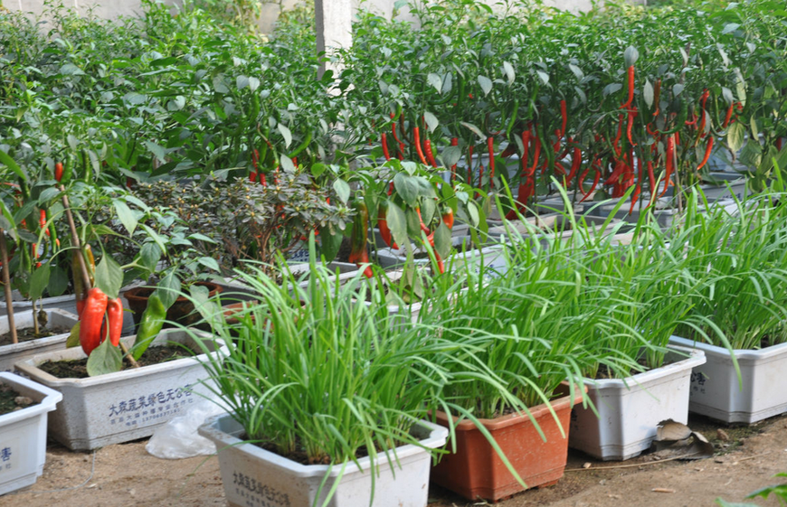 掌握6点施肥小窍门,让盆栽蔬菜长得壮又肥