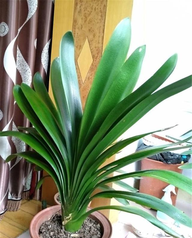 农村大爷养君子兰,叶片又大又绿,花猛蹿