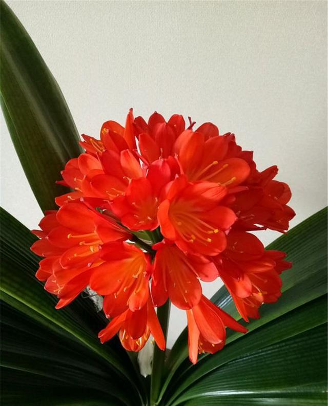 农村大爷养君子兰,叶片又大又绿,花猛蹿