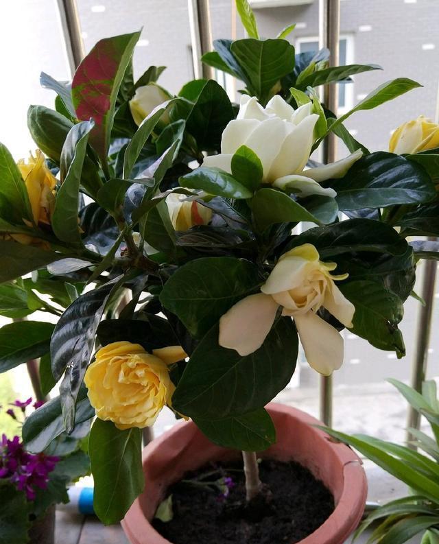 养栀子花,牢记8个字,不黄叶不烂根开花开满盆!