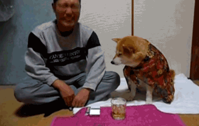 390_247gif 动态图 动图